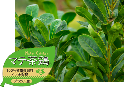 マテ茶鶏