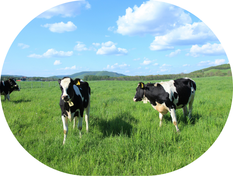 生産地のこだわり。牛乳本来のコクと甘み。北海道でも牛乳で有名な道南地方からお届け。