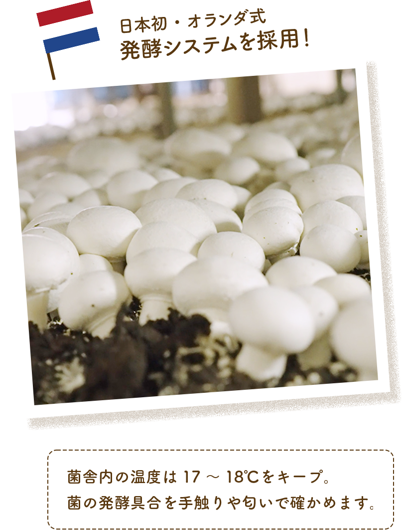 日本初・オランダ式発酵システムを採用！ 菌舎内の温度は17～18℃をキープ。菌の発酵具合を手触りや匂いで確かめます。